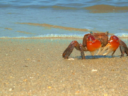 ペタンココユビピンノ