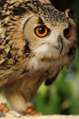 盛岡市動物公園・・・がんばってるね